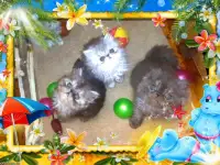 Персидские котята экстремального типа чистокровные.Персы.Котята., фотография 4