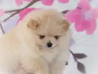 Померанский шпиц