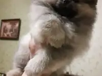 МАЛЫШКИ ПОМЕРАШКИ, фотография 2