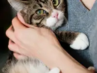 Дейва - кошечка-бурундучек, фотография 2