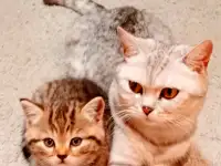 Шотландские котята, фотография 9