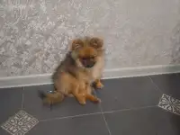 Померанский шпиц