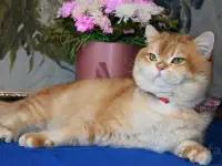 Племенной кот., фотография 7