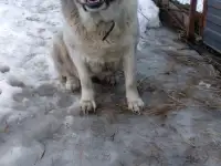 Щенки Алабай