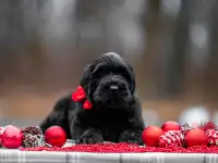 Щенки русский черный терьер, фотография 4