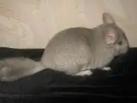 Шиншилла, фотография 2