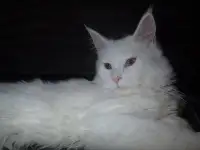 Мейн Кун