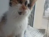 котёнок в дар, фотография 2