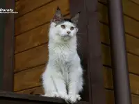 Мейн-кун девочка редкий окрас, фотография 3