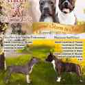 Щенки АСТ