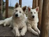 Продаю щенков Белой Швейцарской Овчарки, фотография 9