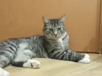 Красавец Барс ищет дом!, фотография 7