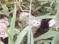 МОЛОДОЙ, БЕЛОСНЕЖНЫЙ КОТИК С ГУСТОЙ РОСКОШНОЙ ШЕРСТКОЙ В ДОБРЫЕ РУКИ!!!, фотография 3