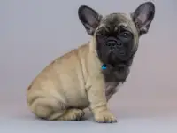 Милые французики, фотография 7