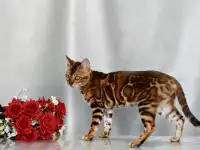 Шикарная бенгальская кошечка