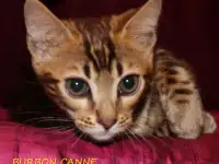 Шикарный бенгал из питомника Burbon Canne, фотография 3