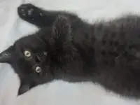Продаются британские котята, фотография 8