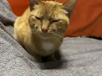 В ДАР КОТИК, фотография 3