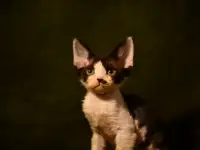 Котята Девон-рекс, фотография 6