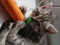 Котята шотландской короткошерстной, фотография 7