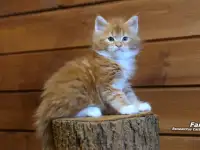 Мейн-кун  мальчик, фотография 5