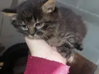Отдам котят в добрые руки, фотография 3