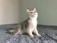 Шотландская кошка голубая золотая шиншилла, фотография 2