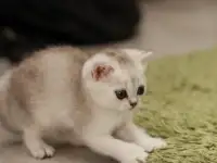 Котята шотландские, фотография 12