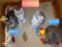 Персидские котята экстремального типа чистокровные персы., фотография 10