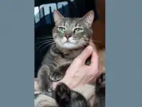 Очаровательный кот Василий в дар, фотография 3