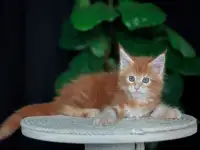 Девочка породы Мейн-кун, фотография 3