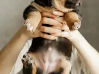 Красивые щенки бесплатно, фотография 4
