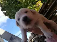Ищем тёплую будку!!!, фотография 2