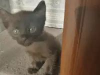 Отдам котят в хорошие руки, фотография 5