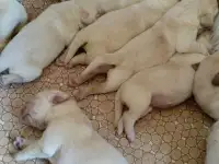 Щенки лабрадора палевые