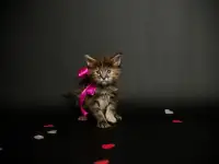 котята мейн-кун, фотография 3