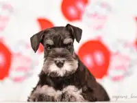 Девочка цвергшнауцера