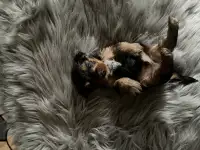 Йорик, фотография 2