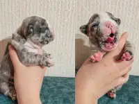 Французские булочки, фотография 9