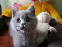 Продаю шотландских котят, фотография 2