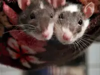 Грызуны оптом разные., фотография 4