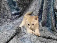 Шотландская кошка золотая шиншилла, фотография 8