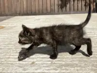 Котёнок (1 мес) в дар, фотография 7