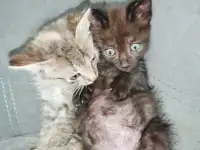 Отдам в добрые руки котят, фотография 5