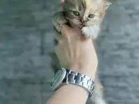 Котята шотландская вислоухая, фотография 1