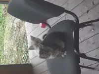 Отдам в хорошие руки., фотография 5