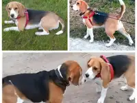 Милые щенки Бигль, фотография 6