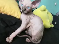 Котята девочки Канадский сфинкс, фотография 2