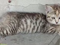 Котятаив добрые руки, фотография 5