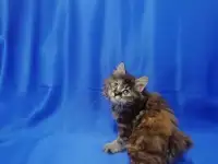 Курильский бобтейл, фотография 7